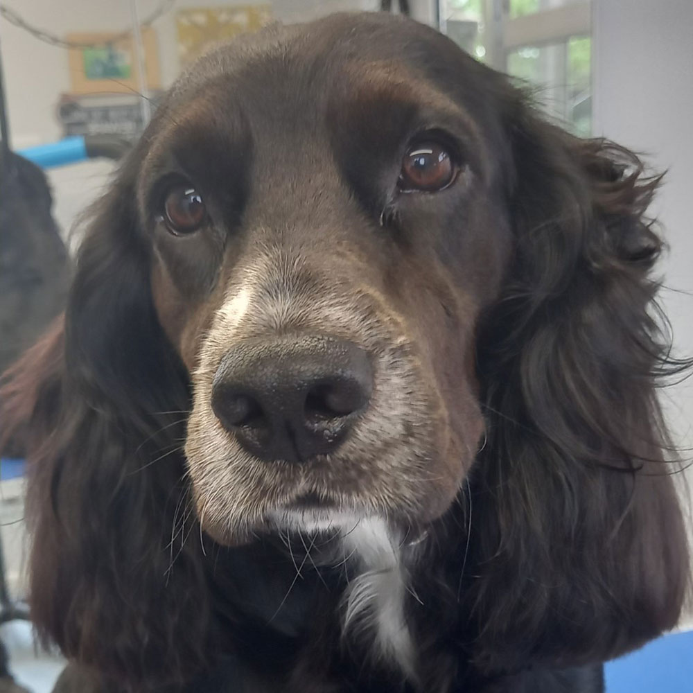 Close-up portrait of a black spaniel-type dog after grooming