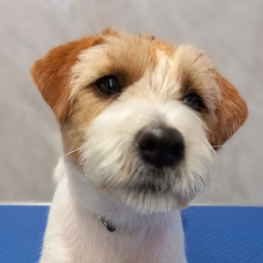 A small white and tan terrier-type dog groomed and tidy