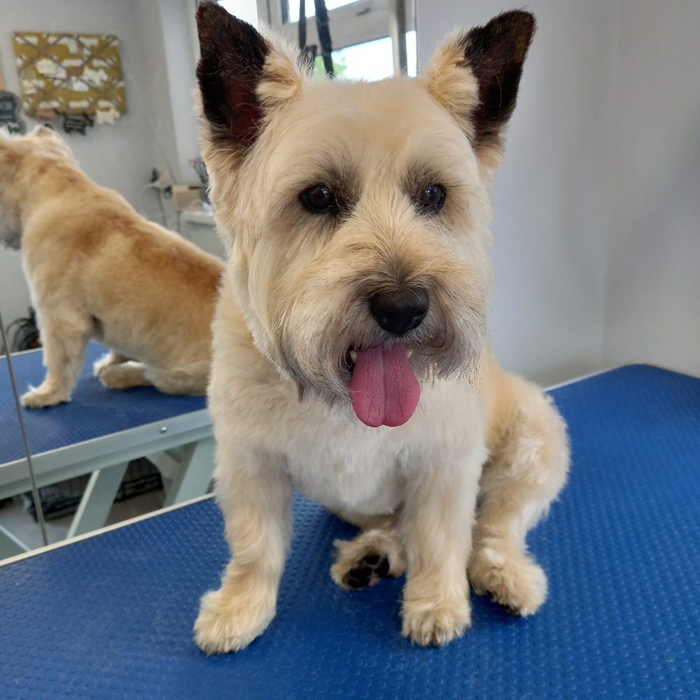 A white and tan terrier standing on a blue grooming table