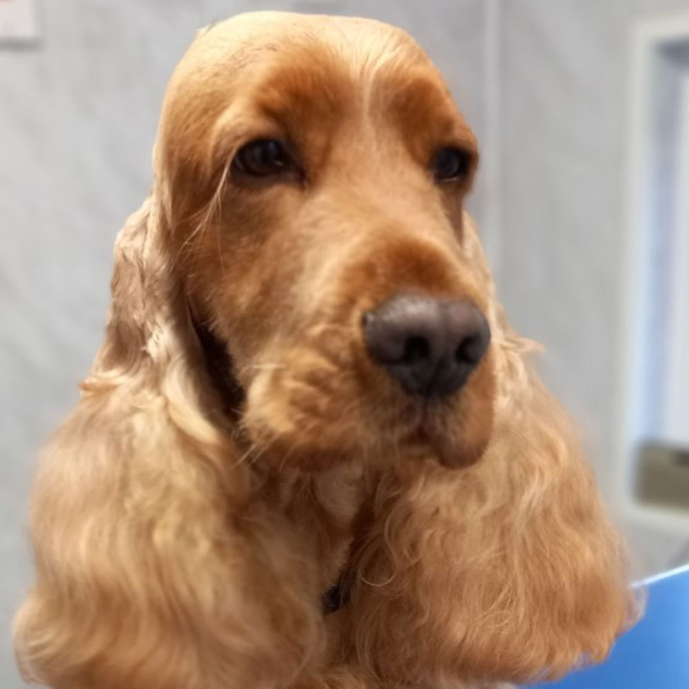 Close-up of a golden Cocker Spaniel freshly groomed