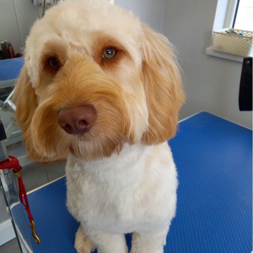 A light tan curly-coated dog freshly groomed on a grooming table
