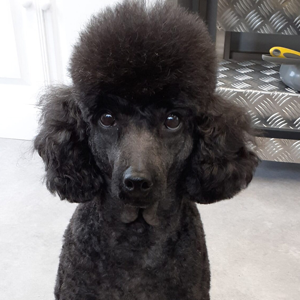 Close-up portrait of a black poodle-type dog with a styled coat