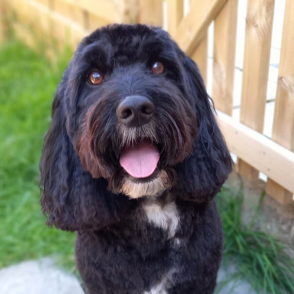 An outdoor portrait of a black shaggy dog smiling
