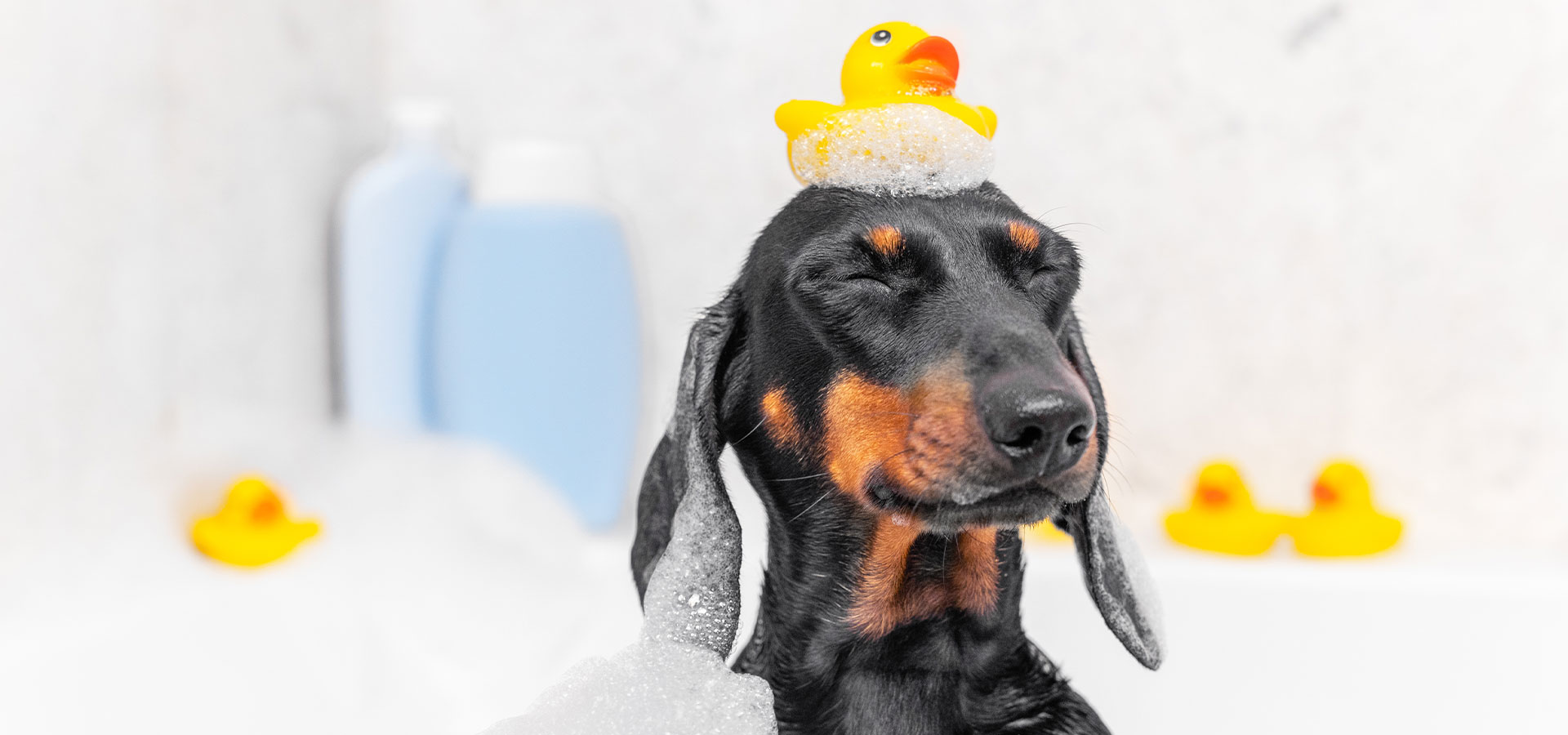 A calm, freshly-bathed dog wrapped in a soft white towel after a gentle groom