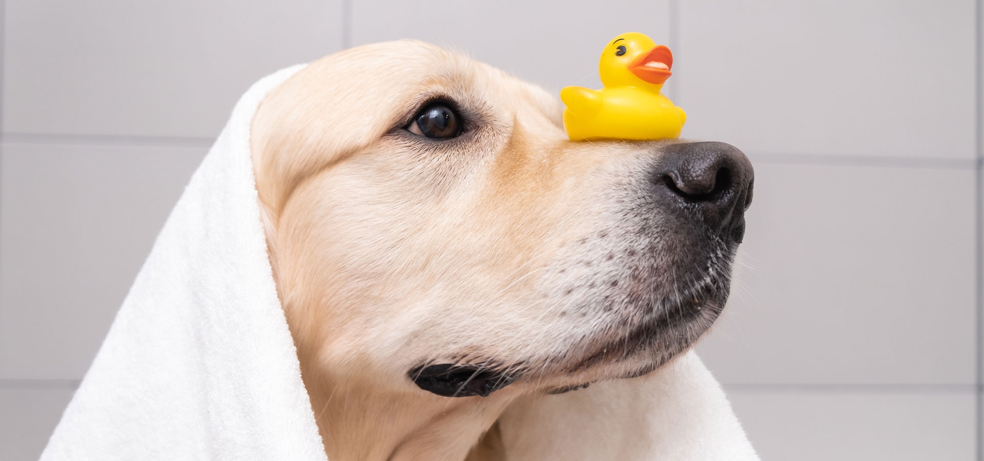 A pale golden dog wrapped in a towel, relaxed and content