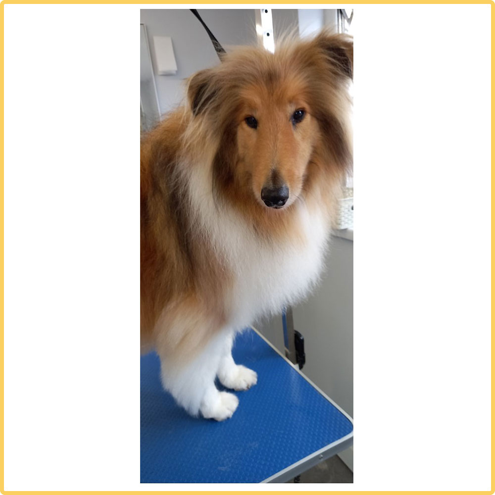 A Sheltie-type double-coated dog standing on a grooming table