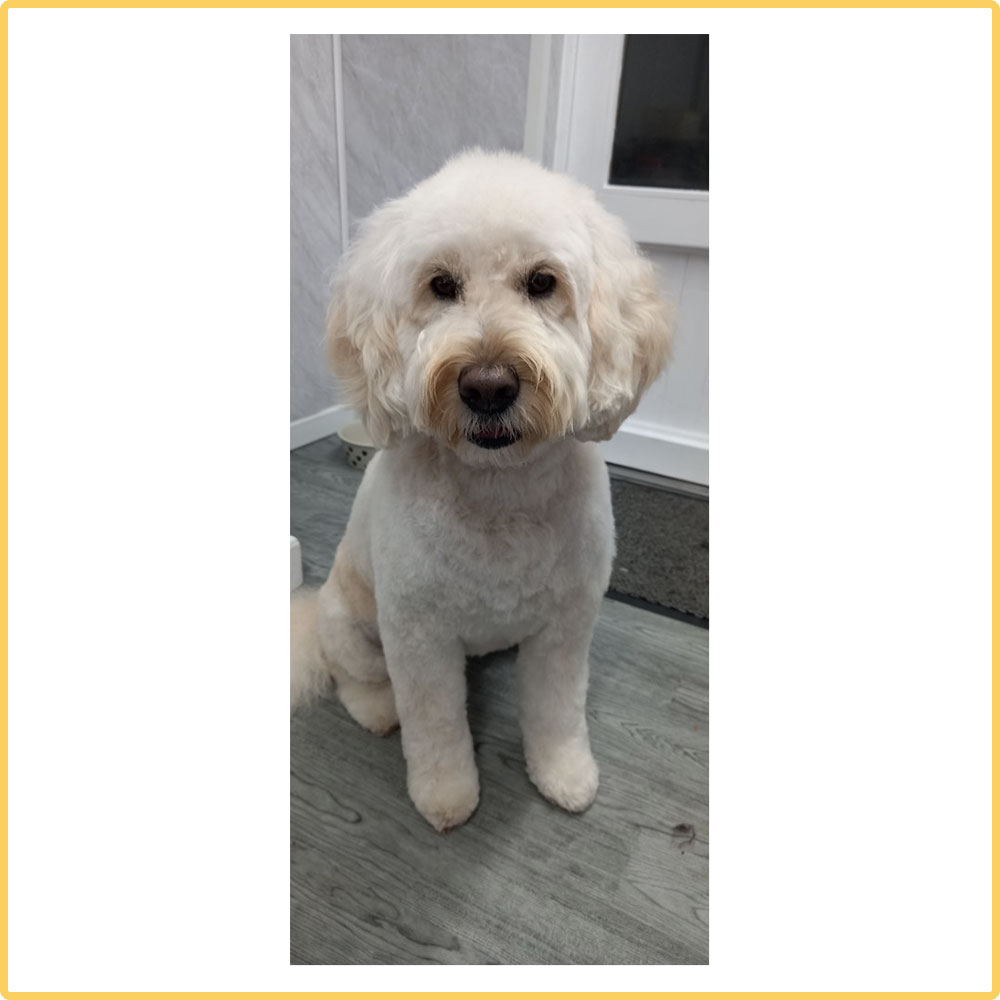 A white fluffy dog sitting neatly on a grooming table after a full groom