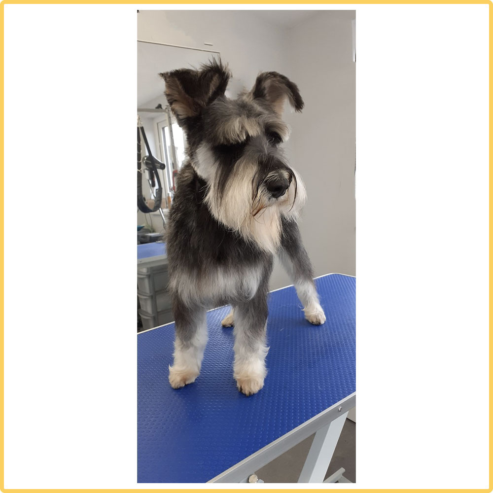 A small grey and white Schnauzer-type dog on a grooming table