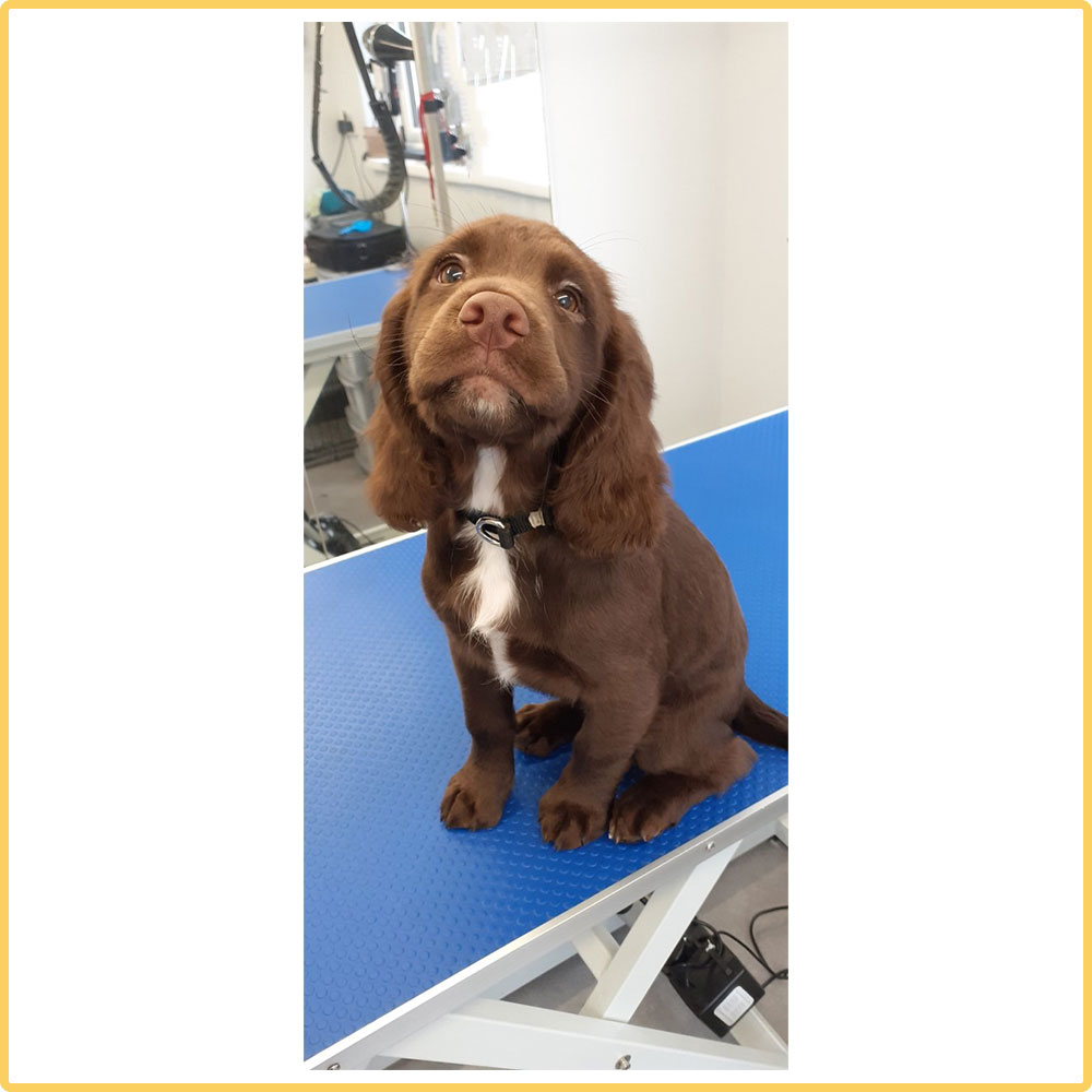 A brown spaniel puppy sitting calmly on a grooming table