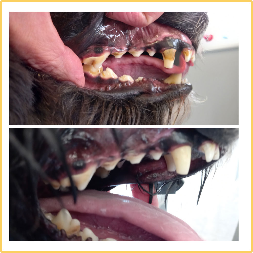 Close-up before and after dental care images for a dog
